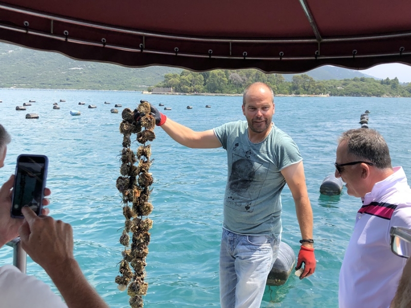 Wine & Oysters Private Tour From Makarska